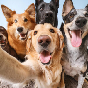 Perros